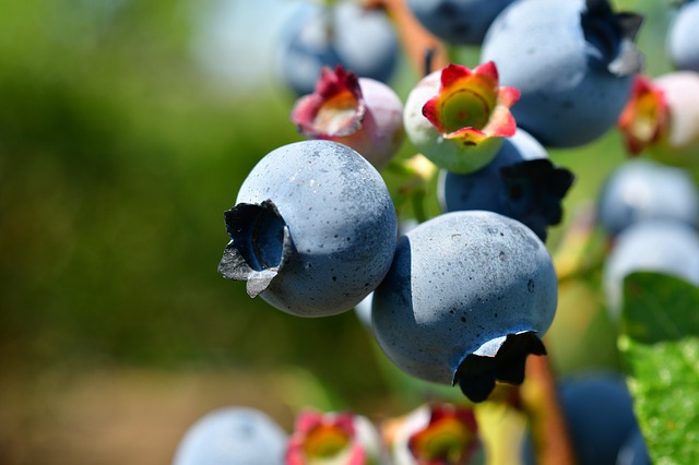 Jagody acai – ogólna charakterystyka