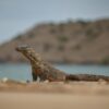 Cechy i miejsca występowania smoka z Komodo